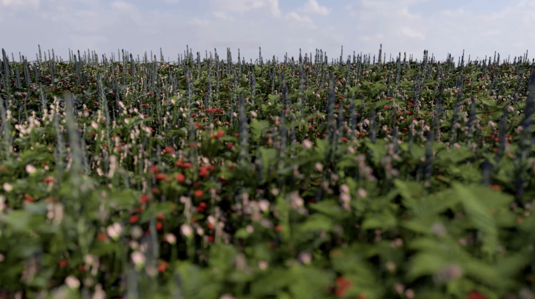 Pierre Chaumont's Engaging Summer of Activities